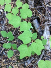 Vancouveria hexandra