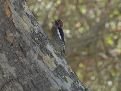 Sphyrapicus ruber × nuchalis