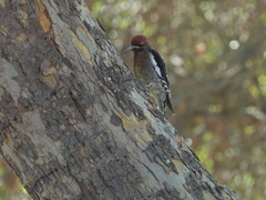 Sphyrapicus ruber × nuchalis