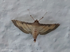 Spilomelini