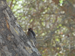 Sphyrapicus ruber × nuchalis