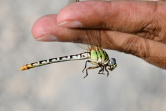Erpetogomphus designatus