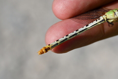 Erpetogomphus designatus