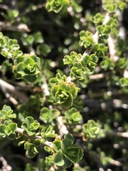 Escallonia carmelitana