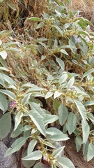 Solanum diversiflorum