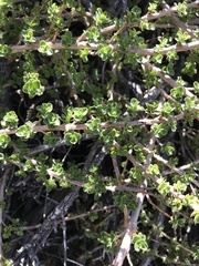 Escallonia carmelitana