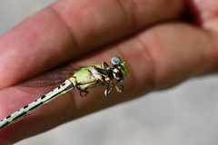 Erpetogomphus designatus