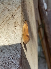 Delexocha ochrocausta