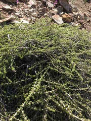 Escallonia carmelitana