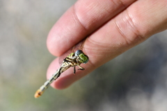Erpetogomphus designatus