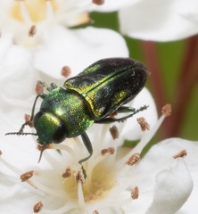 Bilyaxia