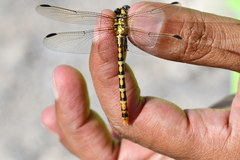 Erpetogomphus designatus
