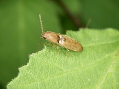 Dolerosomus gracilis