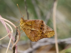 Euptoieta hegesia