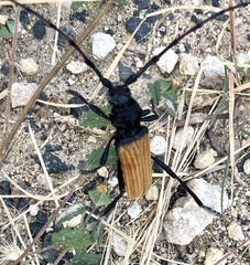 Tragidion coquus
