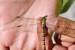 Erpetogomphus designatus