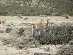 Lama guanicoe