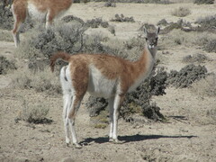 Lama guanicoe