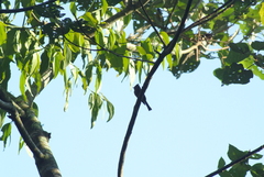 Mitrephanes phaeocercus