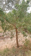 Erythrina vespertilio