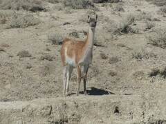 Lama guanicoe