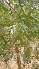 Erythrina vespertilio