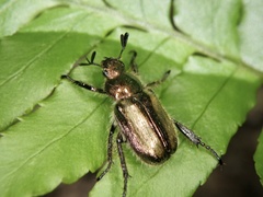Phyllopertha irregularis