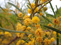 Acacia ligulata