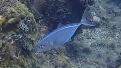 Caranx ruber