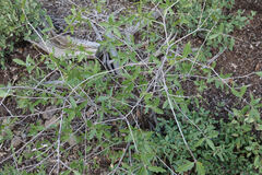 Quercus emoryi