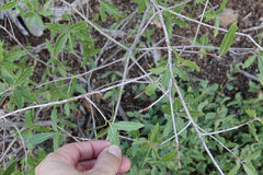 Quercus emoryi