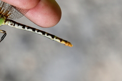 Erpetogomphus designatus