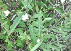 Mostacillastrum gracielae