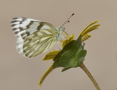 Pontia protodice