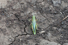 Hesperotettix viridis