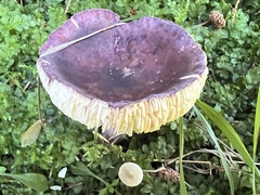 Russula queletii