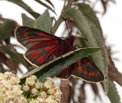 Metardaris cosinga cosinga