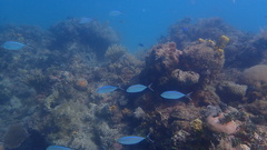 Caranx ruber