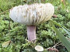 Russula queletii