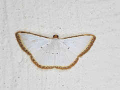 Leuciris fimbriaria