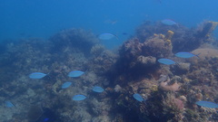 Caranx ruber