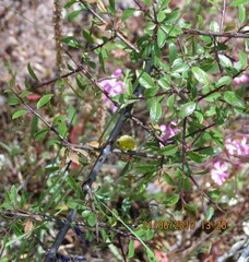 Rhamnus saxatilis