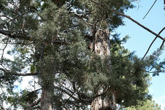 Cupressus glabra