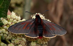 Metardaris cosinga cosinga
