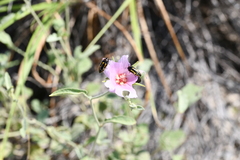 Acmaeodera scalaris