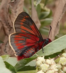 Metardaris cosinga cosinga