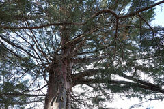 Cupressus glabra