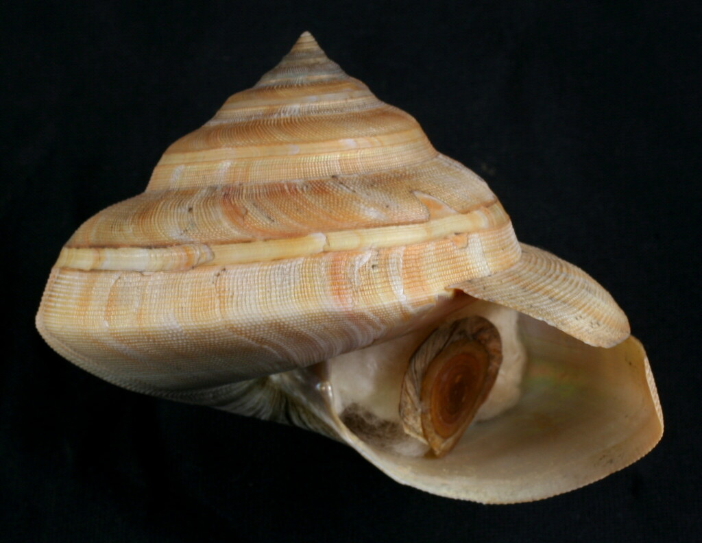 African slit shell