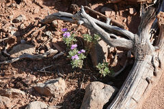 Glandularia gooddingii