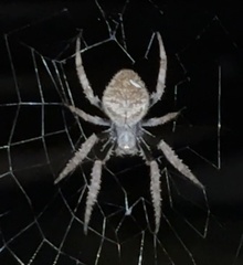 Eriophora ravilla